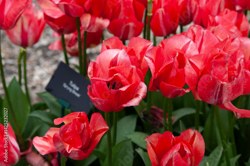 Obraz na płótnie Keukenhof park of flowers and tulips in the Netherlands. Beautiful outdoor scenery at Holland w salonie