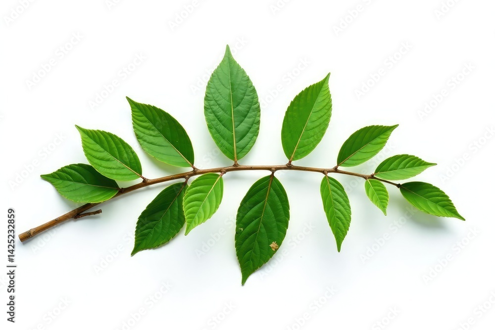 Fototapeta premium Long isolated branch against white background, evergreen, solitary, foliage