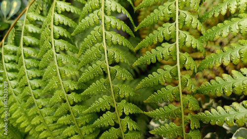 Beautiful Background of Rumohra adiantiformis, with fresh green leaves