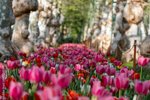 Flow of Tulips Through Ancient Trees