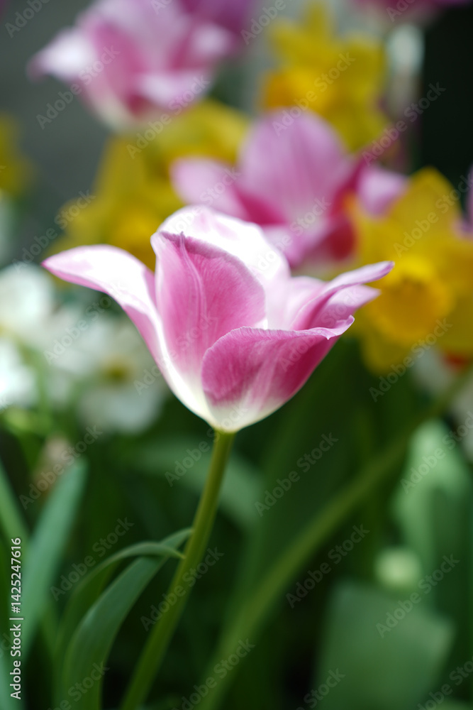 Beautiful view of a tulip field in full bloom showing bright petals in different colors. Beautiful view of a tulip field in full bloom showing bright petals in different colors.