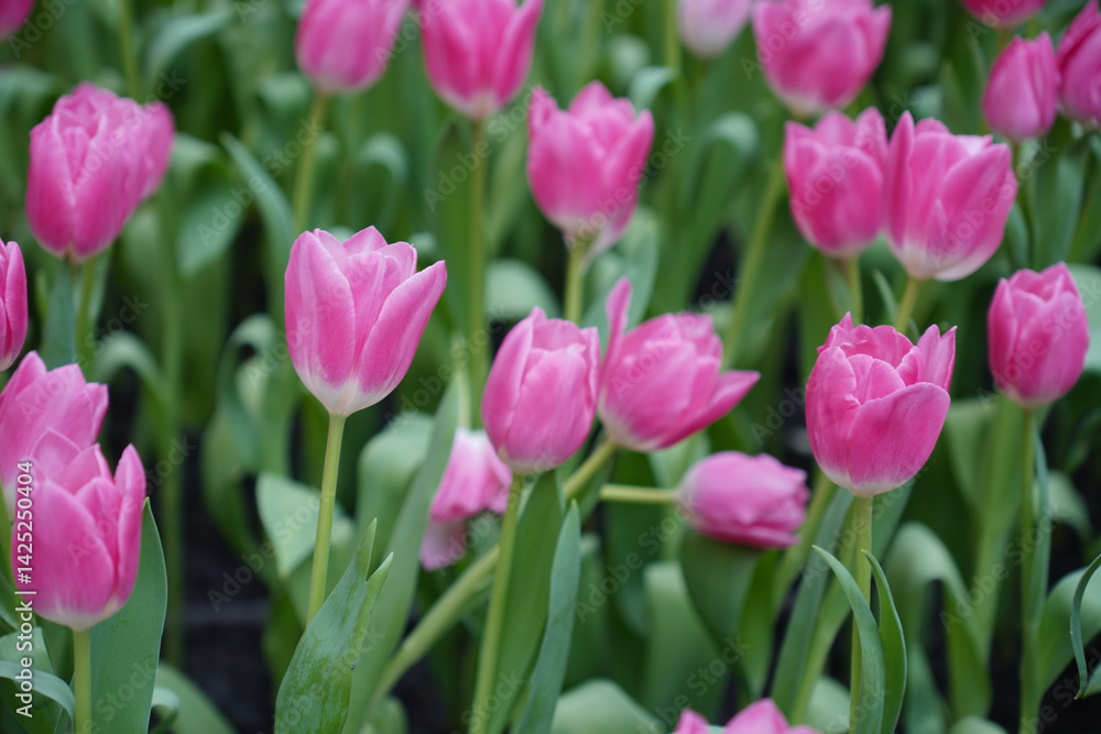 Beautiful view of a tulip field in full bloom showing bright petals in different colors. Beautiful view of a tulip field in full bloom showing bright petals in different colors.