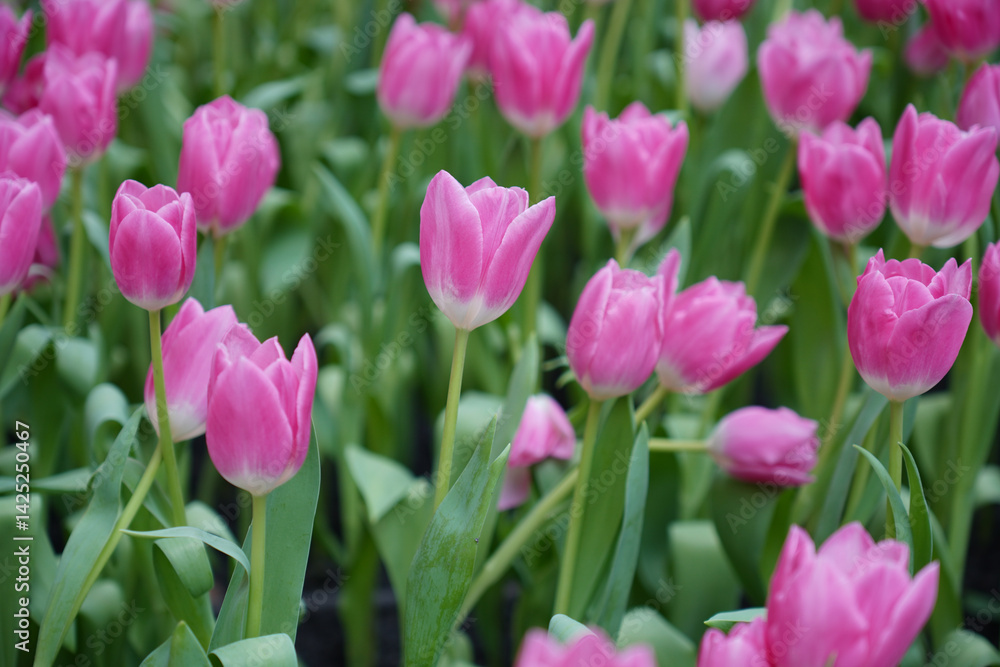 Beautiful view of a tulip field in full bloom showing bright petals in different colors. Beautiful view of a tulip field in full bloom showing bright petals in different colors.