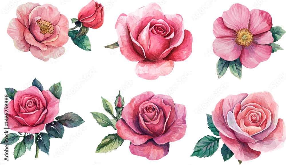 Naklejka premium Botanical Watercolor Pink Rose Clipart