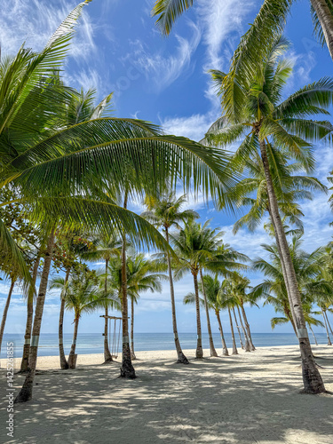 Fototapeta Naklejka Na Ścianę i Meble -  Serene Coconut Grove by the Sea on Panglao Island, Philippines