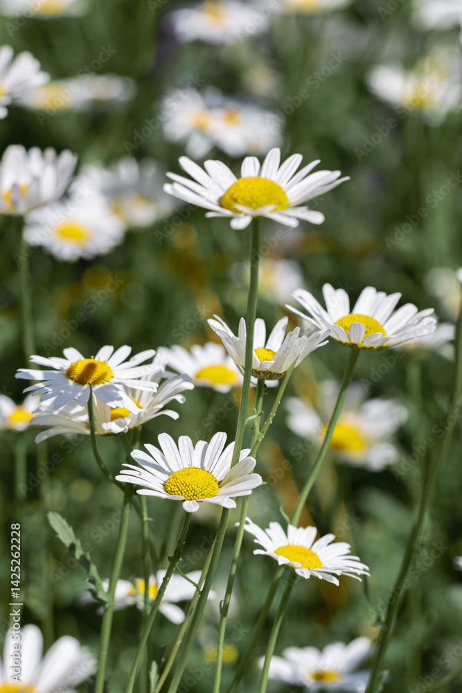 Flowering White wildflowers daisy with soft blurred green leaves background, summer sunlight and bokeh effect. Beautiful flower chamomile close up on field, floral botanical aesthetics nature