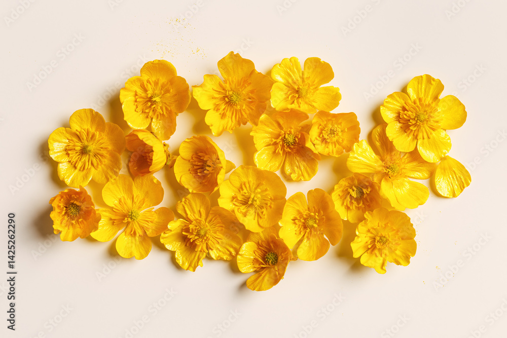 Top view Yellow flowers Buttercup on pastel beige background, minimal style monochrome aesthetic floral flat lay. Beautiful nature still life with wildflower, flowery design, square pattern