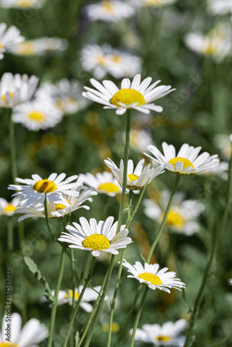 Obraz na płótnie Flowering White wildflowers daisy with soft blurred green leaves background, summer sunlight and bokeh effect. Beautiful flower chamomile close up on field, floral botanical aesthetics nature w salonie