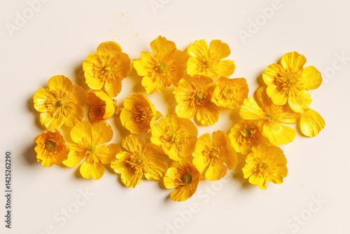 Obraz na płótnie Top view Yellow flowers Buttercup on pastel beige background, minimal style monochrome aesthetic floral flat lay. Beautiful nature still life with wildflower, flowery design, square pattern w salonie