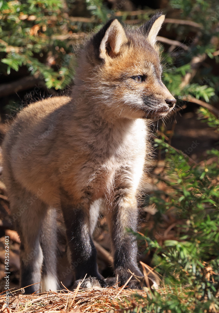 Red fox babies portrait in the forest, Canada Red fox babies portrait in the forest, Canada