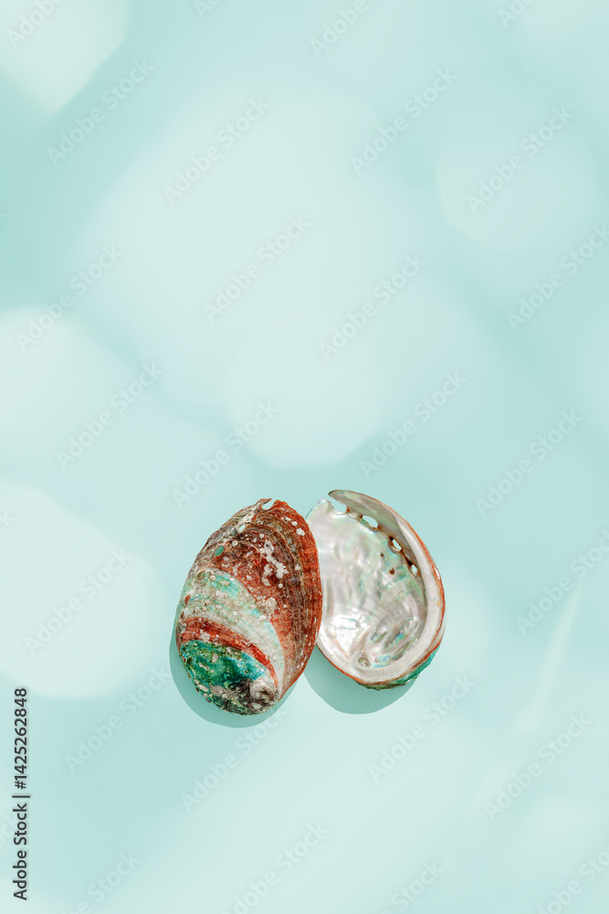 Colored closeup shells on vivid blue background with sun glare. Beauty nature textured Seashells, marine life, nautical style poster, Minimal summer aesthetic, beach lifestyle, pastel color