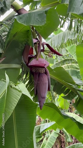 Bananas flower on the banana trees in the tropical garden botanical lush greenery nature background