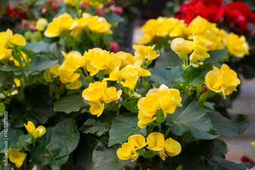 Elatior begonias - Begonia ...