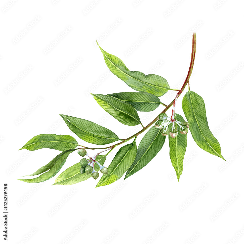 Fototapeta premium Eucalyptus twig wit leaves and seeds