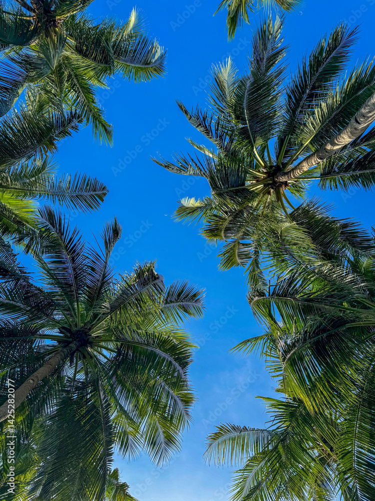 Looking Up at Tall Palm Trees Against a Blue Sky Looking Up at Tall Palm Trees Against a Blue Sky
