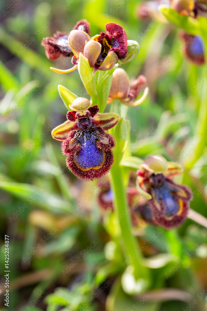 Obraz premium Wild orchid, scientific name; Ophrys speculum