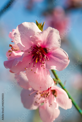 Peach tree flowers are pink