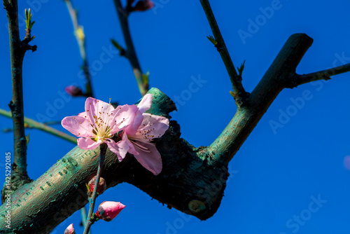 Peach tree flowers are pink