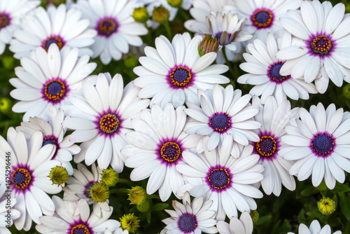 Osteospermum fruticosum flo...