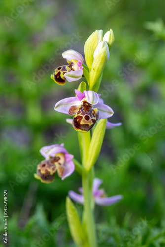 Wild orchid in nature. Scientific name; Ophrys scolopax