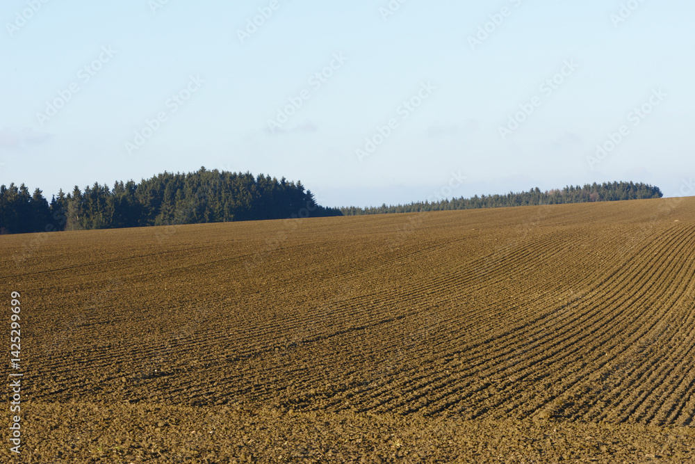 Weizen, Winterweizen, Triticum aestivum Weizen, Winterweizen, Triticum aestivum