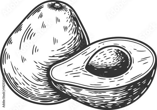 Avocado fruit cut in half showing pit in vintage engraved sketch style
