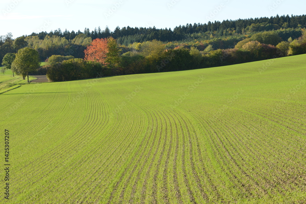 Obraz premium Weizen, Winterweizen, Triticum aestivum