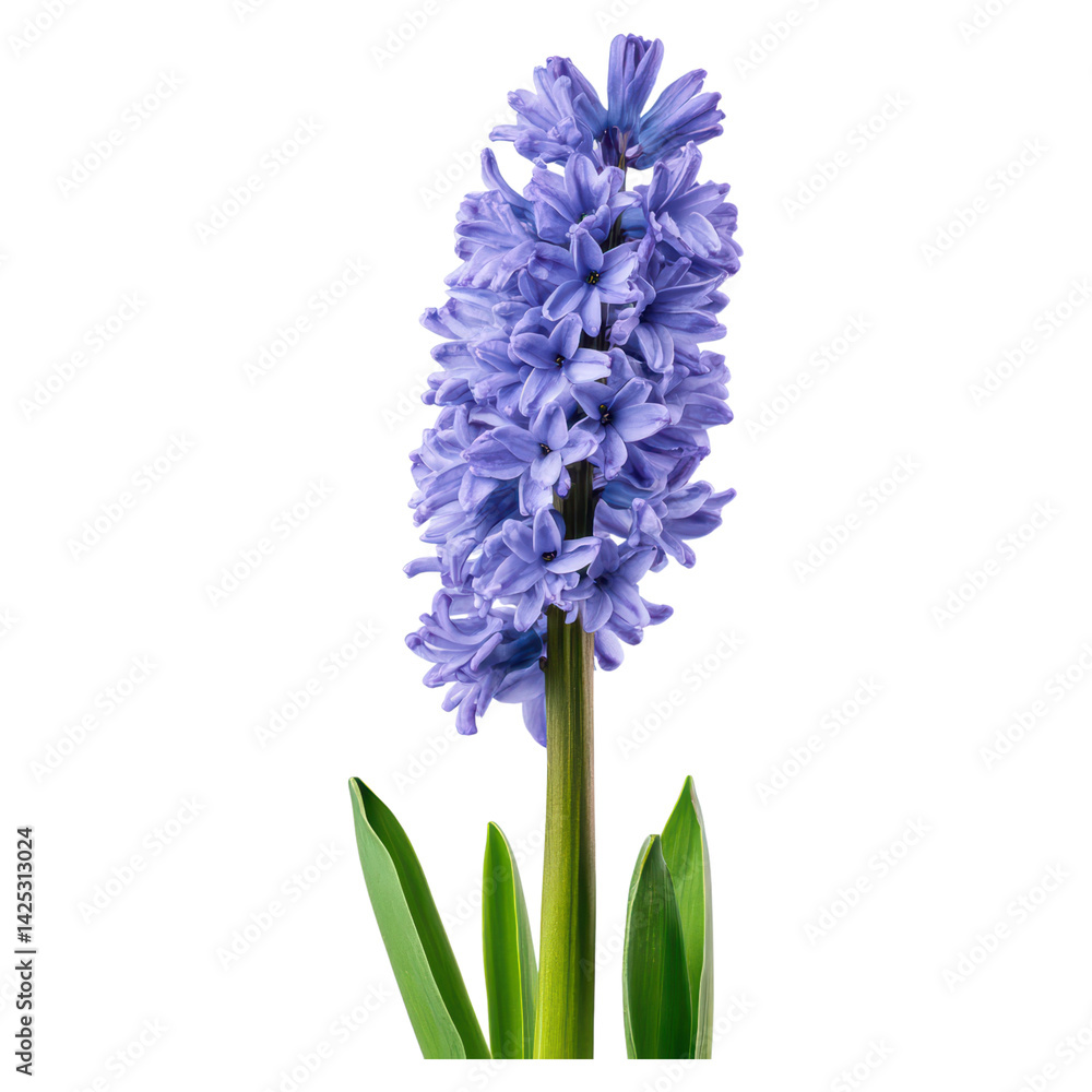Naklejka premium Beautiful Hyacinth Flower Blooming in Soft Purple Color Outdoors, isolated on transparent background.
