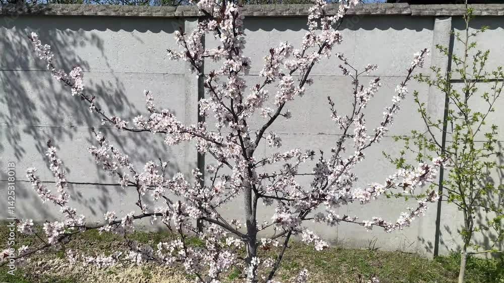 custom made wallpaper toronto digitalSpring blossom on fruit trees in garden landscape