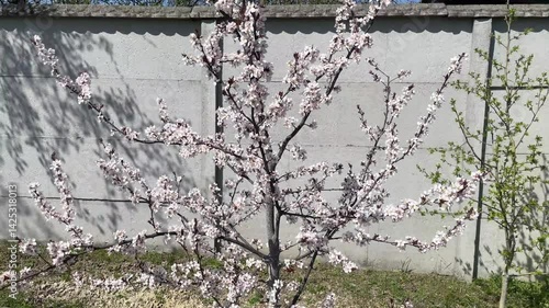 Wallpaper Mural Spring blossom on fruit trees in garden landscape Torontodigital.ca