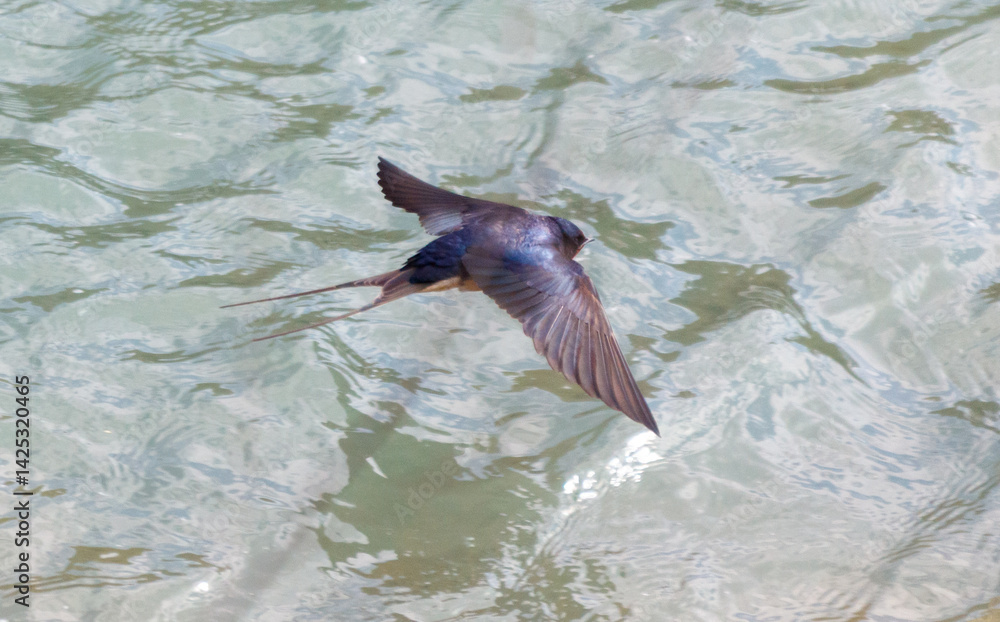 Obraz premium A swallow bird flies over the water.