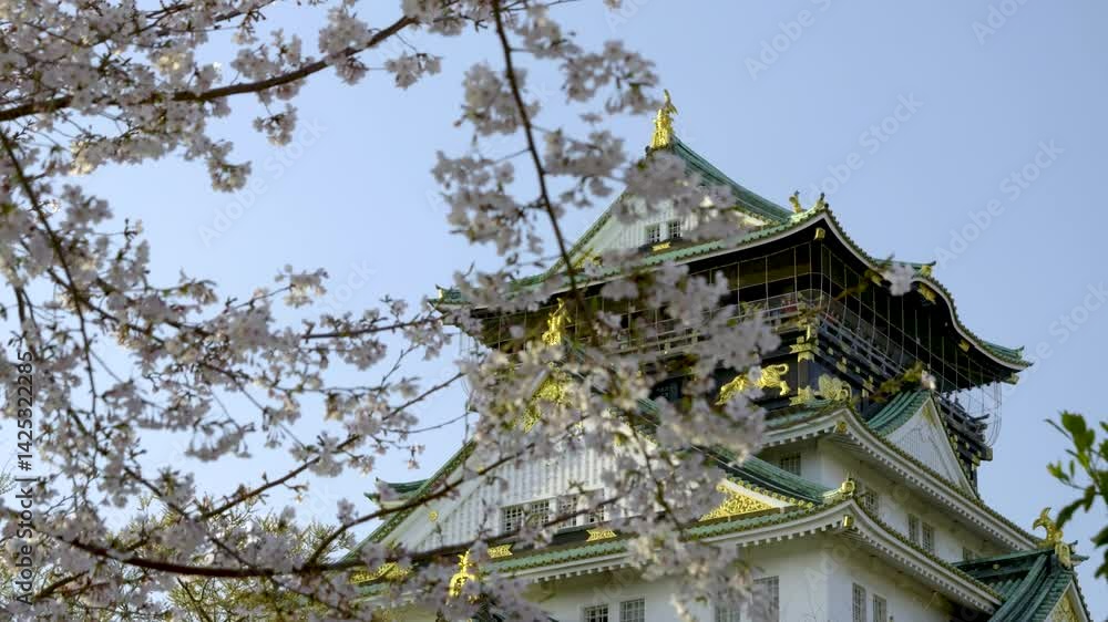 Stunning Osaka Castle, slow motion slider behind Sakura cherry blossoms Stunning Osaka Castle, slow motion slider behind Sakura cherry blossoms