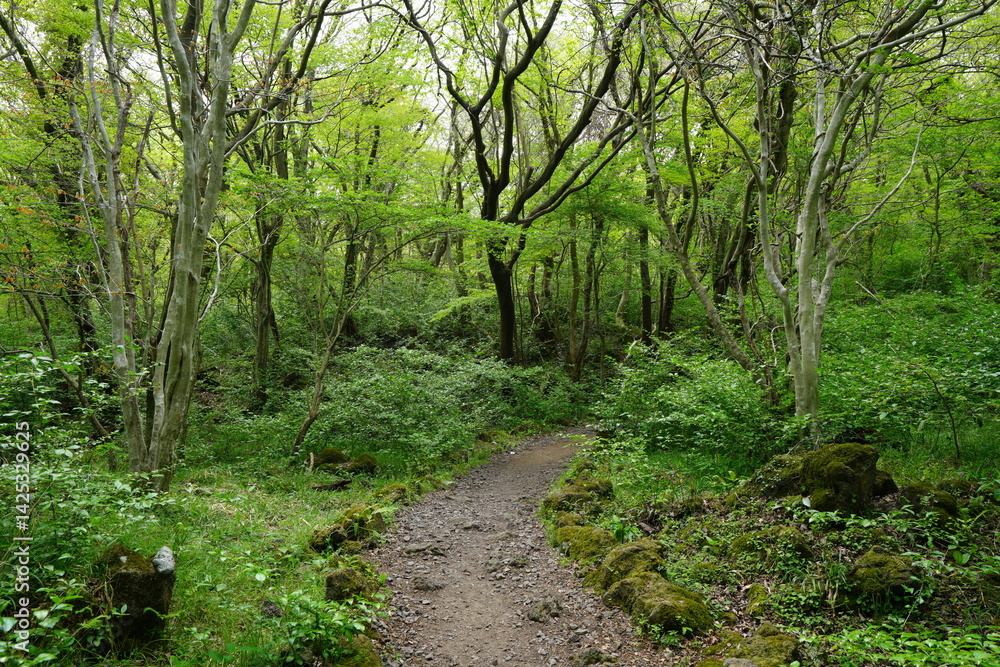 Obraz premium fresh green forest and fine path