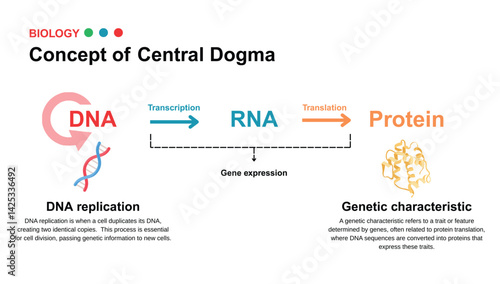Educational diagram illustrating the concept of the central dogma, showing the flow of genetic information from DNA to RNA to protein through transcription and translation.  
