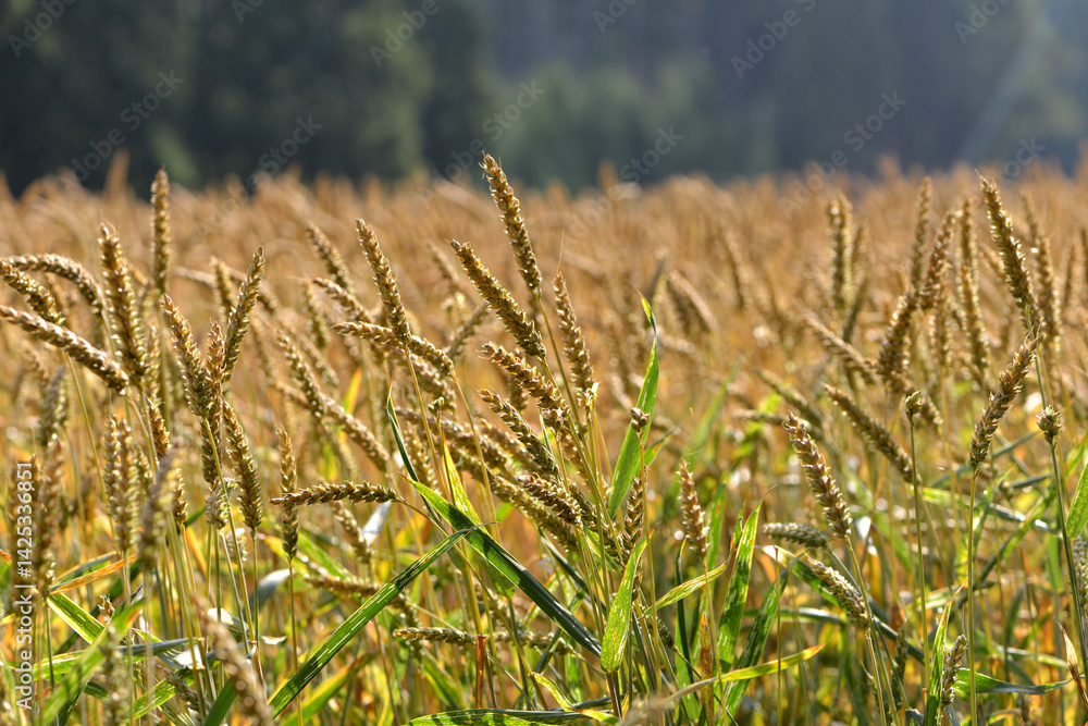 Fototapeta premium Weizen, Winterweizen, Triticum aestivum L.