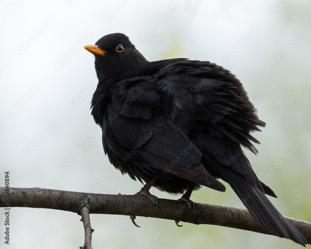 A Male Blackbird (Turdus Merula) is Resting on a Leafless Branch on a Cold Early Spring Day A Male Blackbird (Turdus Merula) is Resting on a Leafless Branch on a Cold Early Spring Day