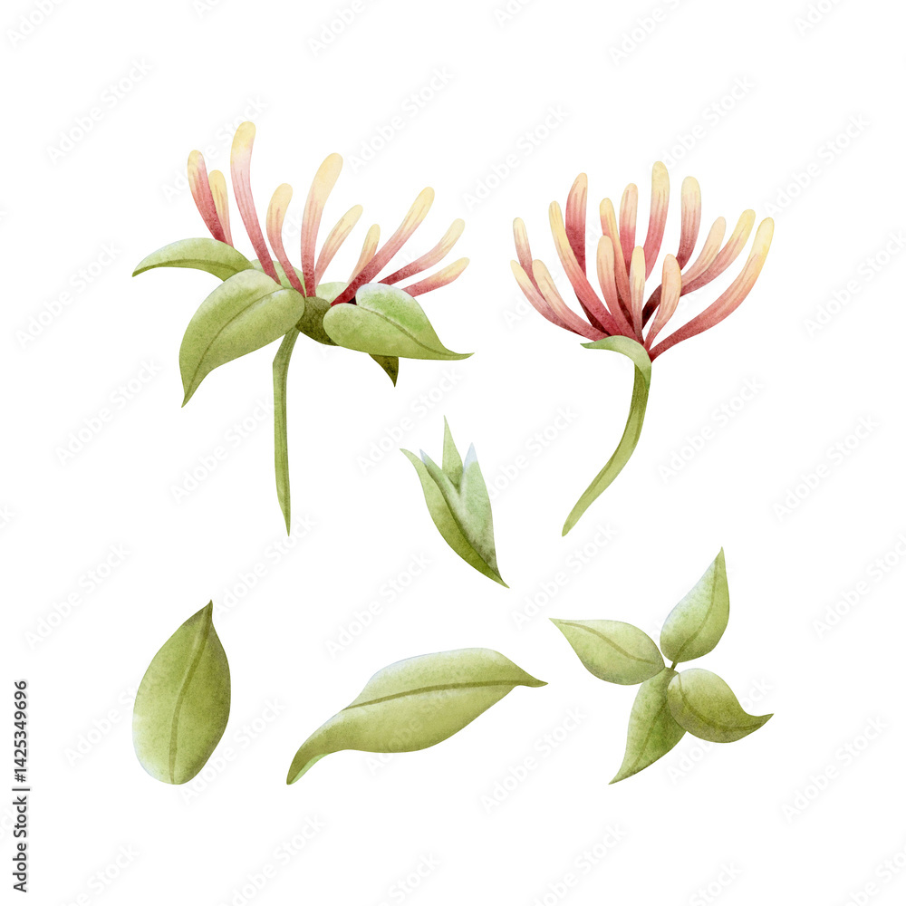 Fototapeta premium Honeysuckle flowers and leaves watercolor illustration set isolated on white. Tropical garden yellow and pink vine plant for spring and summer floral nature designs