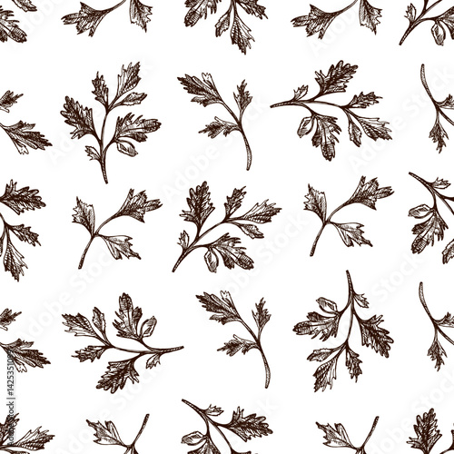 Seamless pattern with hand drawn parsley leaves in vintage sketch style