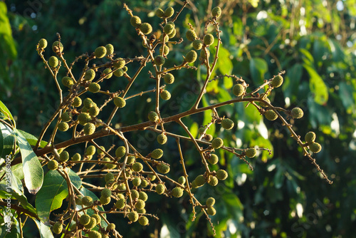 Young Longan Fruits on Tree Branch in Natural Sunlight