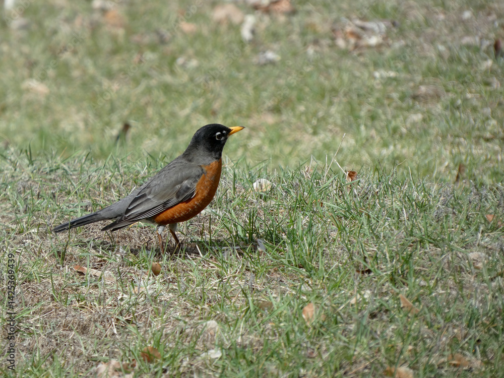 A red-breasted robin foraging in the grass on a sunny day A red-breasted robin foraging in the grass on a sunny day