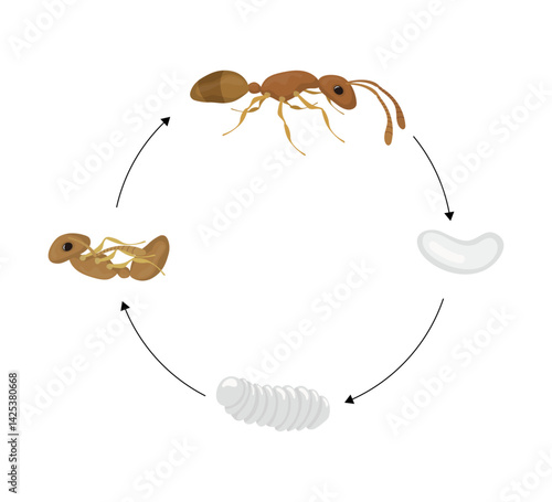 Ant Life Cycle Showing Different Stages of Development