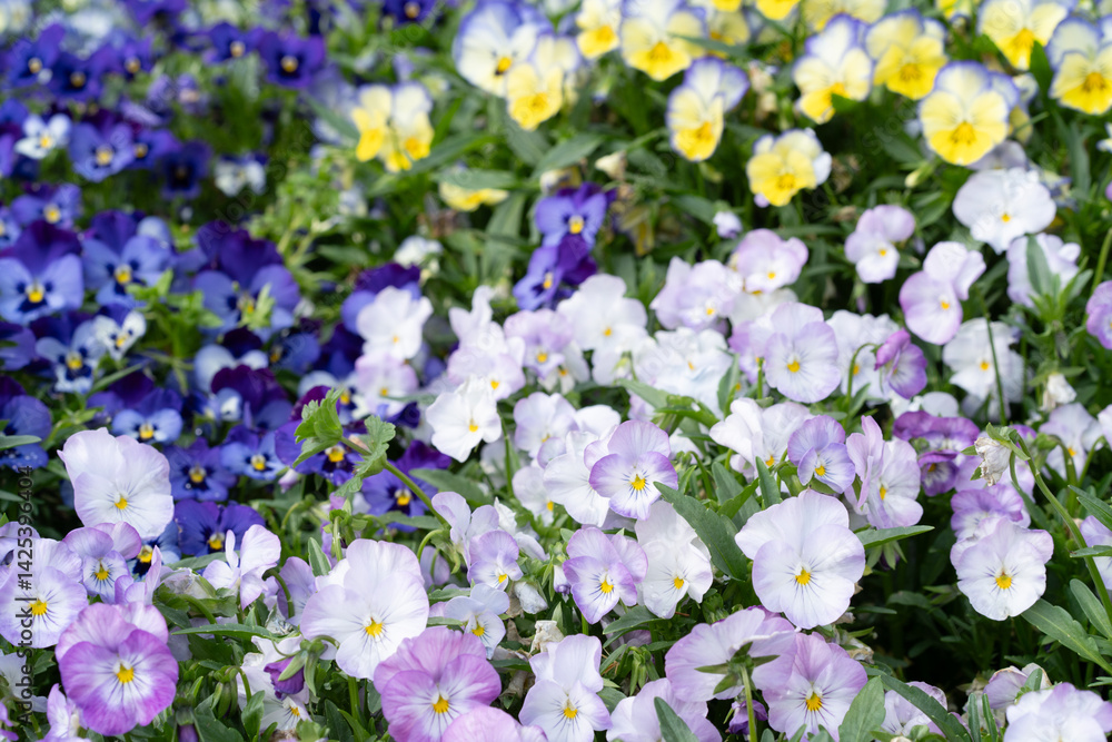 Naklejka premium ビオラの花壇