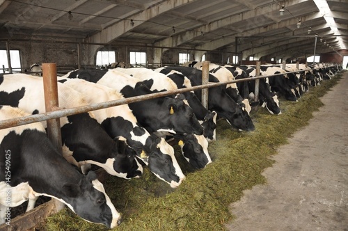 Holstein cows feeding in large barn on modern dairy farm