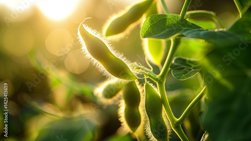 Soy closeup. Detailed photo of soybeans