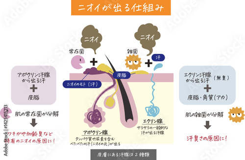 汗腺、毛穴がわかる肌の断面図とニオイの原因が分かりやすく表されたイラスト
