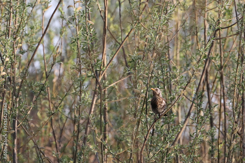 Thrush on a branch of a bush with young leaves Thrush on a branch of a bush with young leaves