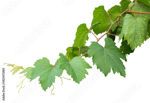 Grape branch on transparent background.Grapevine.