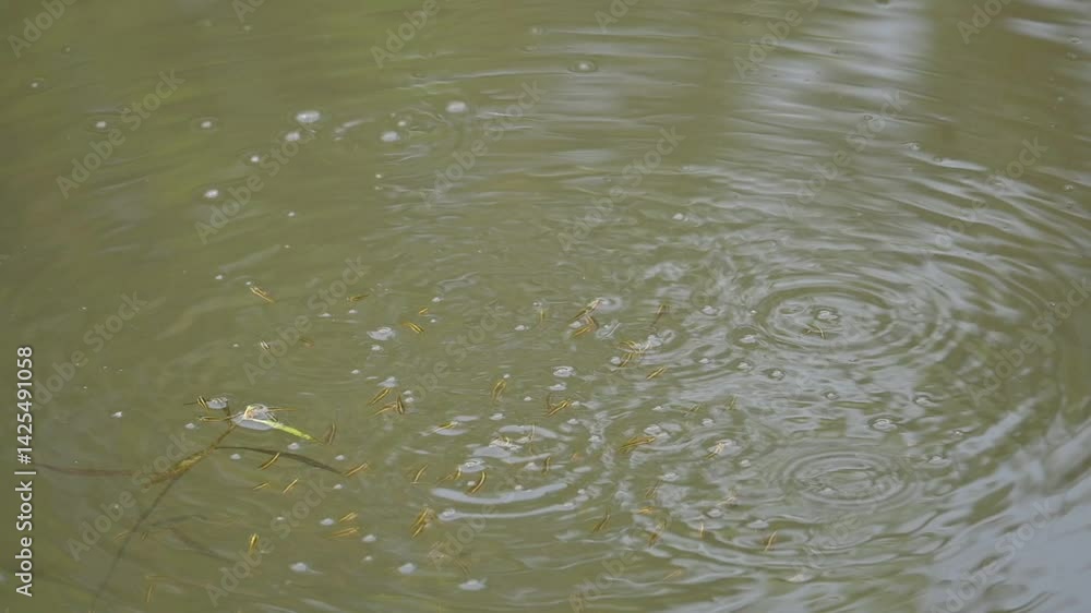 Small fishes playing on the watersurface. During summers, when the water level in the river goes down, the fishes come up from below and release bubbles. Tiny fishes. Slow motion video.
Small fishes playing on the watersurface. During summers, when the water level in the river goes down, the fishes come up from below and release bubbles. Tiny fishes. Slow motion video.