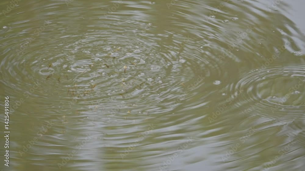 Small fishes playing on the watersurface. During summers, when the water level in the river goes down, the fishes come up from below and release bubbles. Tiny fishes. Slow motion video.
Small fishes playing on the watersurface. During summers, when the water level in the river goes down, the fishes come up from below and release bubbles. Tiny fishes. Slow motion video.