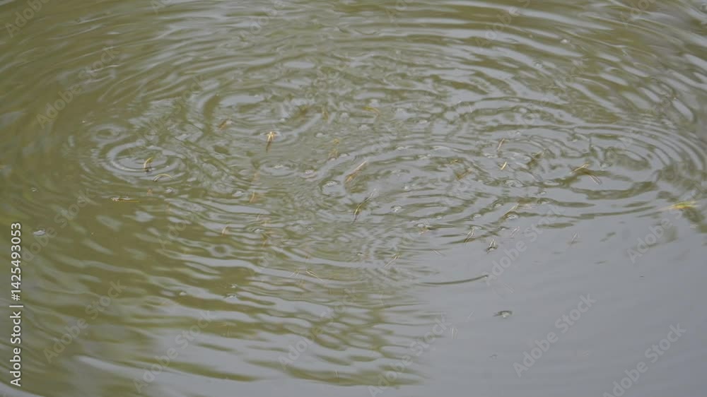Small fishes playing on the watersurface. During summers, when the water level in the river goes down, the fishes come up from below and release bubbles. Tiny fishes. Slow motion video.
Small fishes playing on the watersurface. During summers, when the water level in the river goes down, the fishes come up from below and release bubbles. Tiny fishes. Slow motion video.